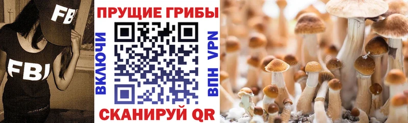 дарнет шоп  Карабулак  Галлюциногенные грибы Psilocybine cubensis 