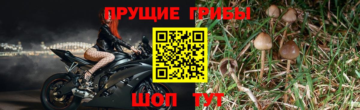 Карабулак  даркнет сайт  Вход с VPN  Псилоцибиновые грибы ЛСД 